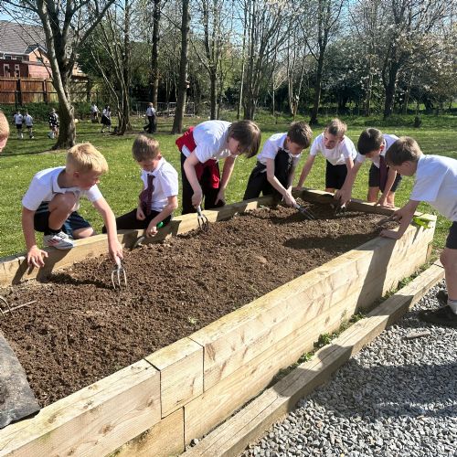 Planting Peas!