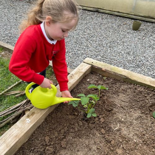 Investigation: Where do strawberries grow best - inside or outside?