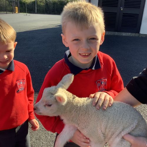 April - Baby Lambs