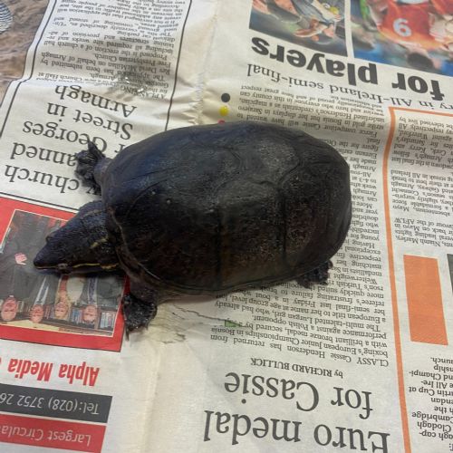 As part of our 'Living Things' topic, Nikita brought her pet turtle in to class.